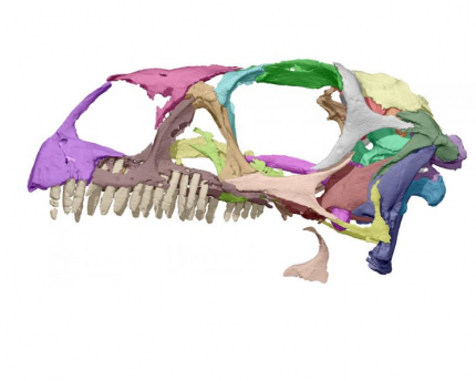 A researcher studied a printout of a dinosaur skull. 